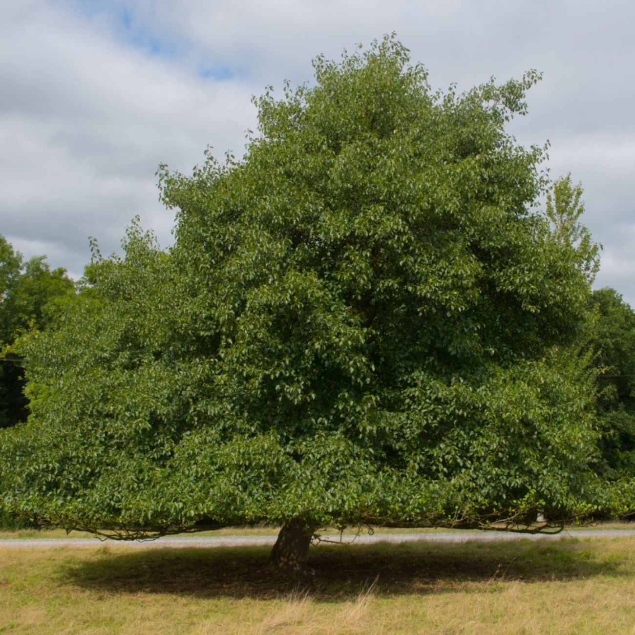 Vente Arbres Forestiers | Pépiniériste | Pépinières Naudet
