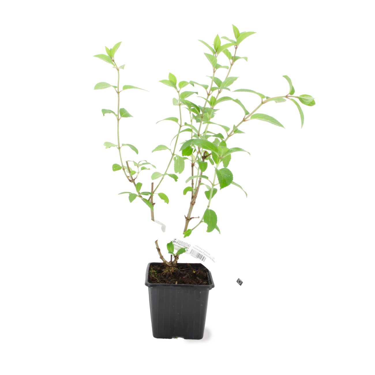 Graines Hortensia Paniculata Vanille Fraise - Pour Jardin Ou Maison - Bonsaï Possible - Taux Germination élevé