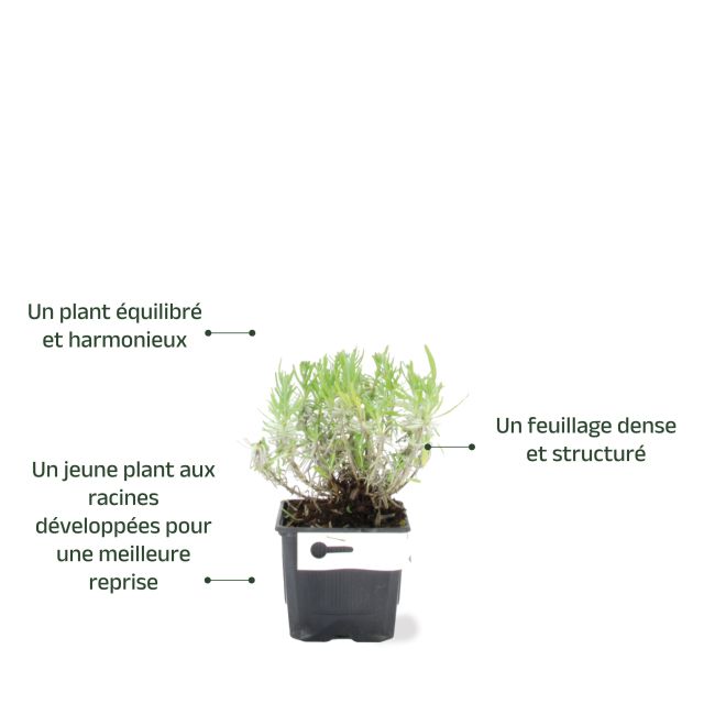 Lavande : un jeune plant équilibré et harmonieux aux racines développées pour une meilleure reprise