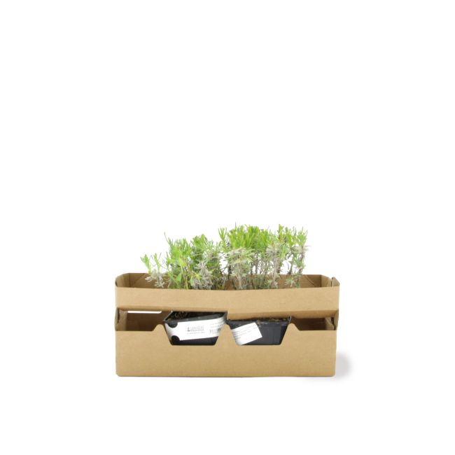 Lavande soigneusement maintenu dans une cale en carton recyclable permettant une protection optimale