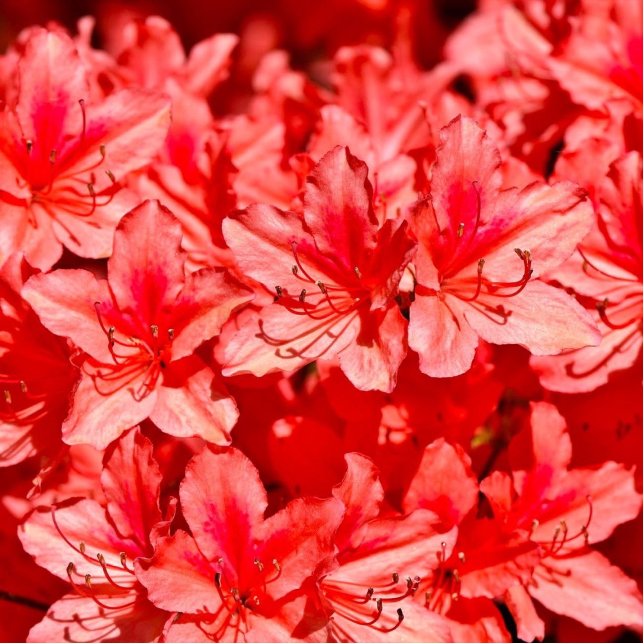 Rhododendron 'Apple Blossom' | Arbustes à fleurs | Pépinières Naudet