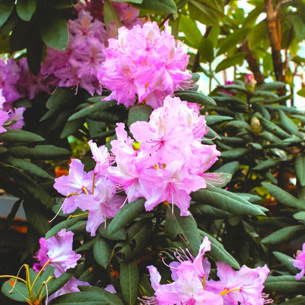 Rhododendron 'Bouquet de Flore' | Arbustes à fleurs | Pépinières Naudet