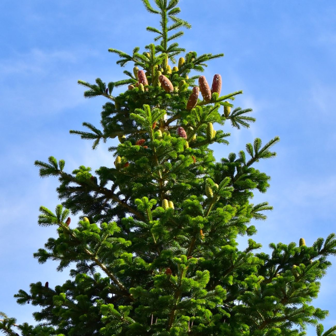Sapin pectiné ( Abies Alba) | Vente Arbuste | Pépinières Naudet