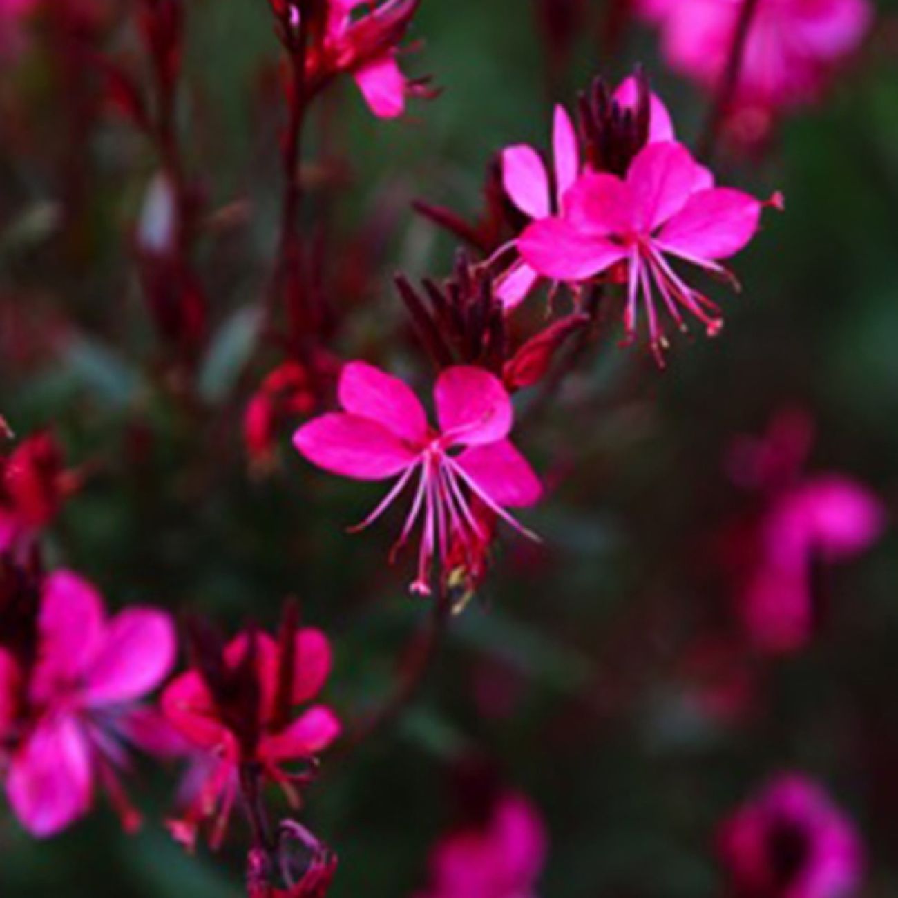 Gaura Lindheimeri Vivace - Lot De 3 Plants En Godets (7cm) - Plante Gracieuse Et Légère Pour Massifs