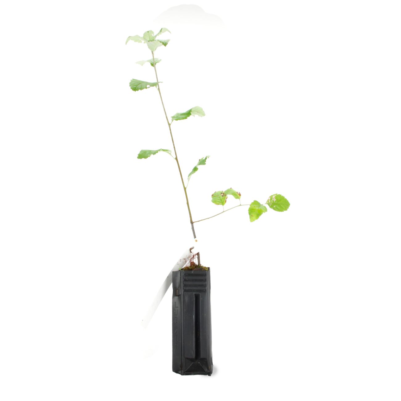 Aliser Alisier Blanc (Sorbus Aria) : vente arbres forestiers | Pépiniériste ...