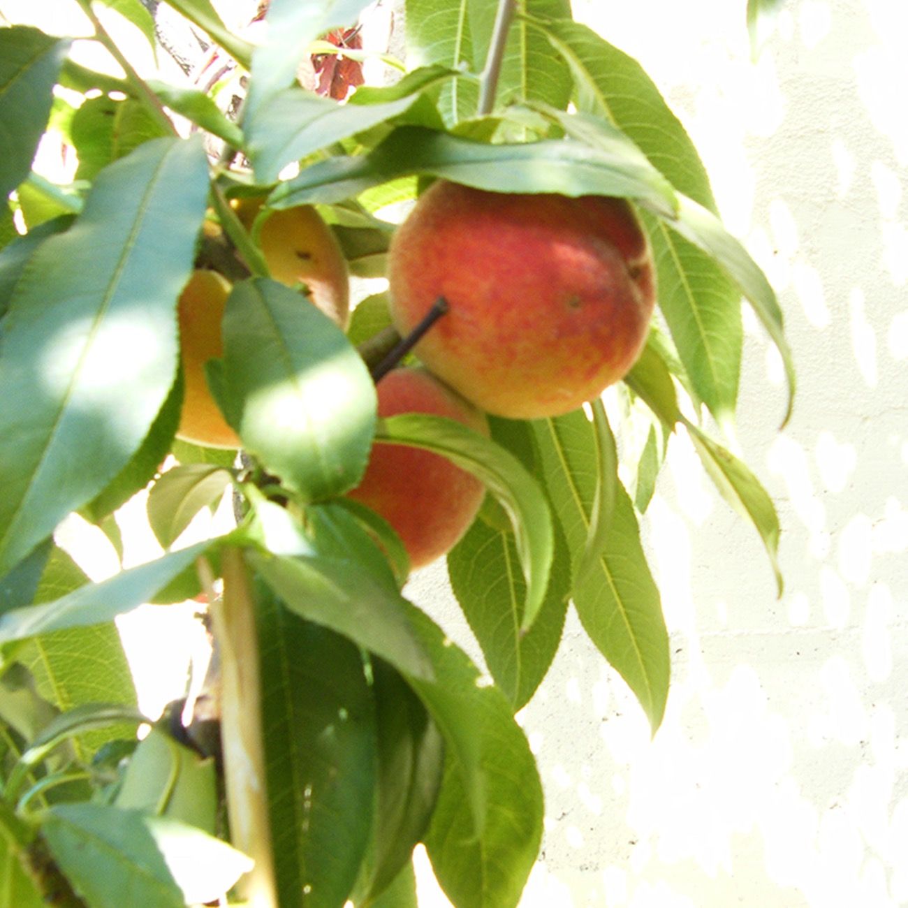 Pêcher En Pot Savini Vivai Pêcher Nain SAVINI VIVAI - Plante Fruitière 100-110 Cm - 2-3 Ans - Fabriqué En Italie Pêcher Cerises Douces