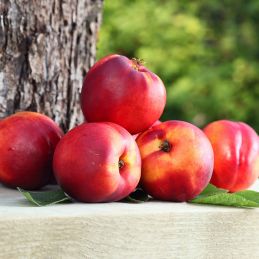 Nectarinier nain 'Necta Me' ® Gardeta : un arbre fruitier idéal pour un verger ou un jardin productif