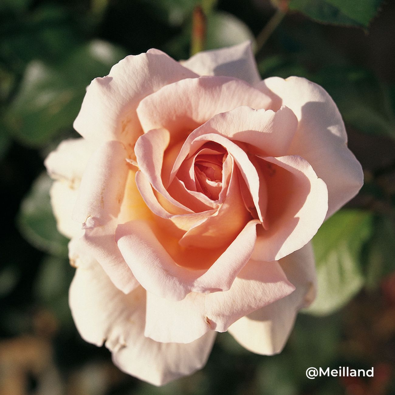 2 X Rosier Rosa 'Aprikola' Pot 25-30 Cm - Rosier Remontant Parfumé Série Rigo Kordes