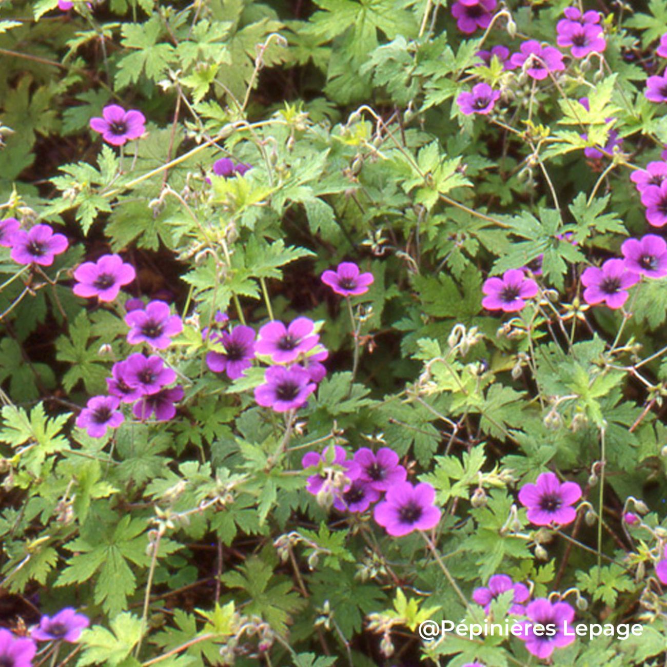 Vente Géranium 'Ann Folkard' (Lot de 3) | Longue Floraison