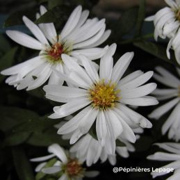 Aster de Nouvelle-Belgique 'White Ladies' : une vivace idéale pour structurer un massif et embellir un jardin