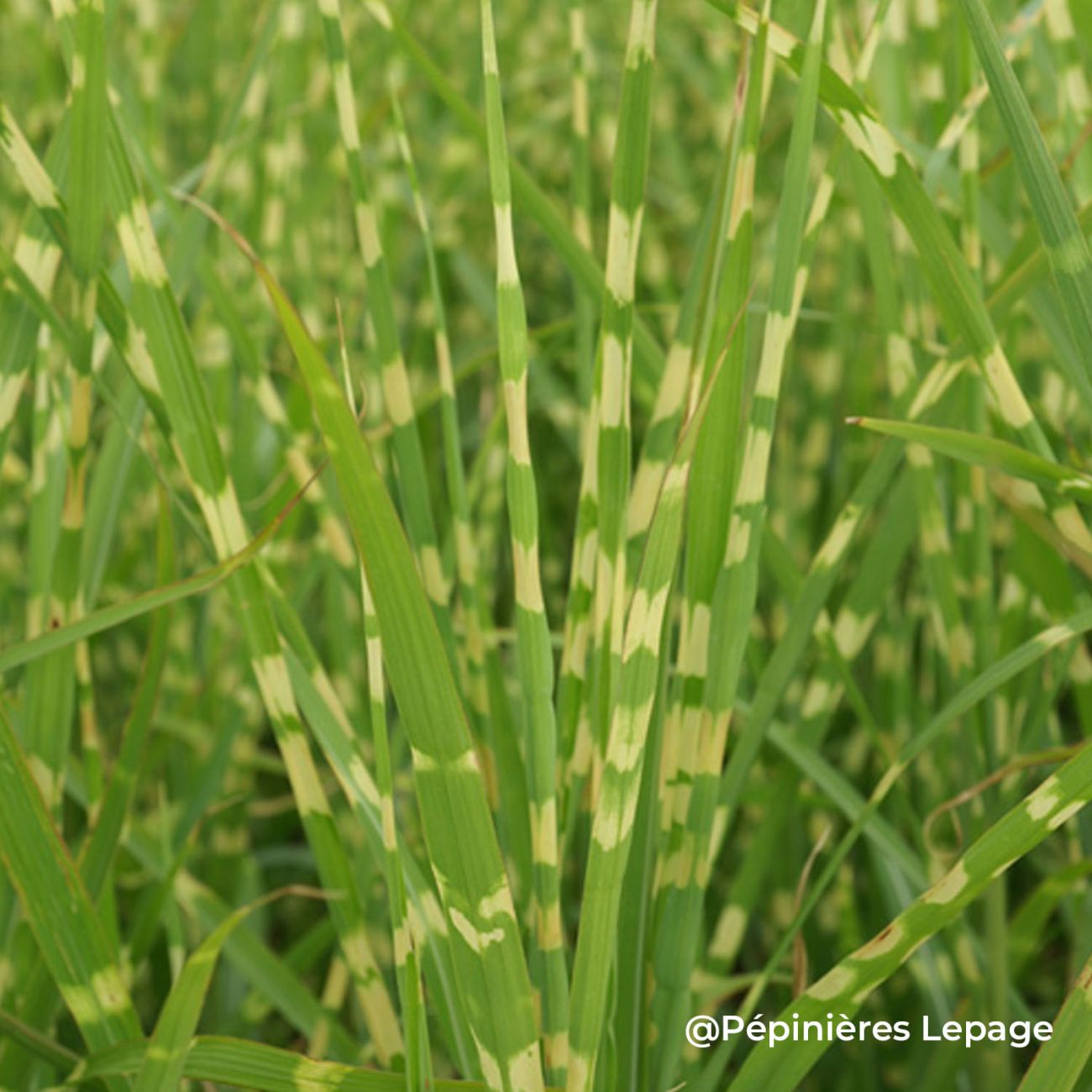 Fond d'écran : herbe, champ, vert, prairie, pelouse, sol, Famille d