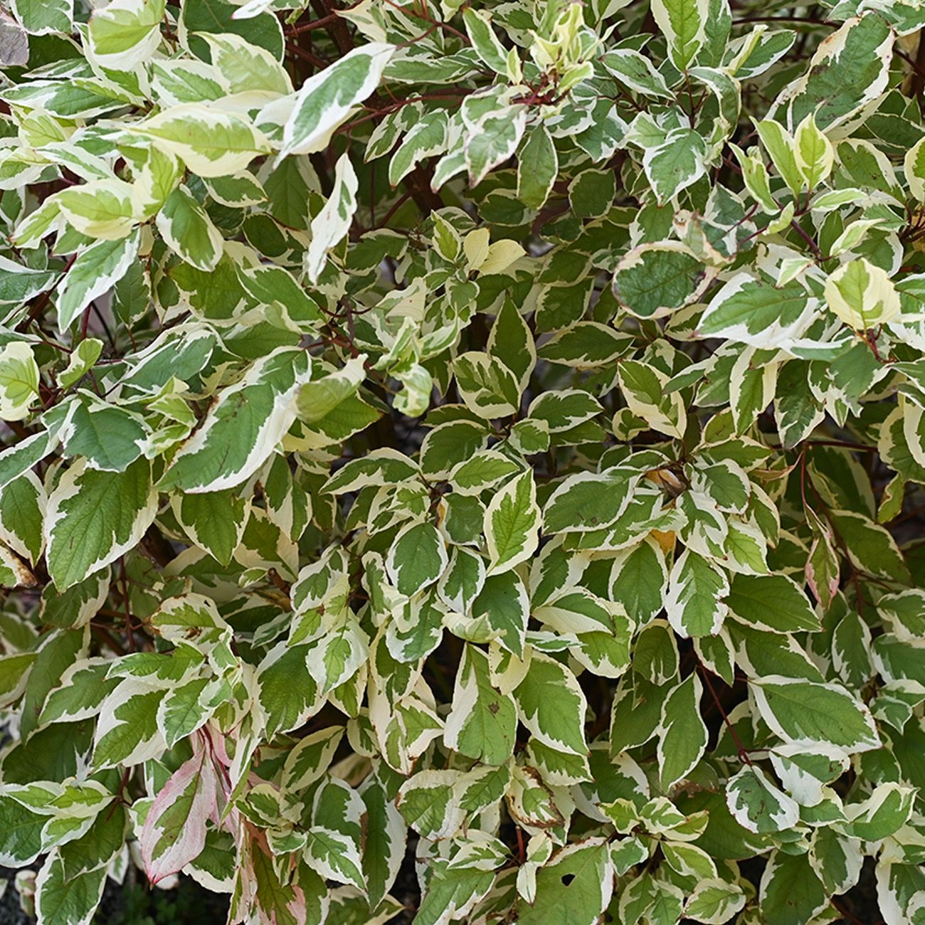 Euonymus Fortunei 'Harlequin' – Arbuste Persistant Panaché Compact, Feuillage Vert Blanc Et Rose, Idéal Haie Basse Ou Couvre-Sol