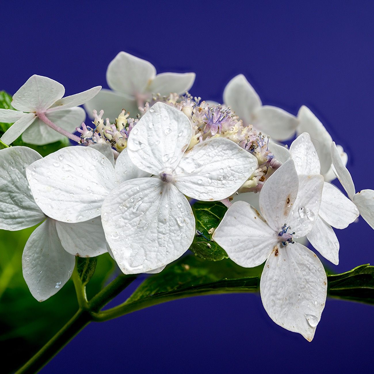 Acheter Hortensia 'Libelle' | Inflorescences Plates Blanches