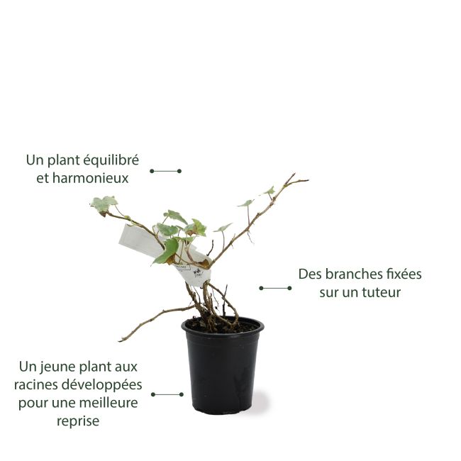 Lierre des Bois 'Glacier' : un jeune plant équilibré et harmonieux aux racines développées pour une meilleure reprise