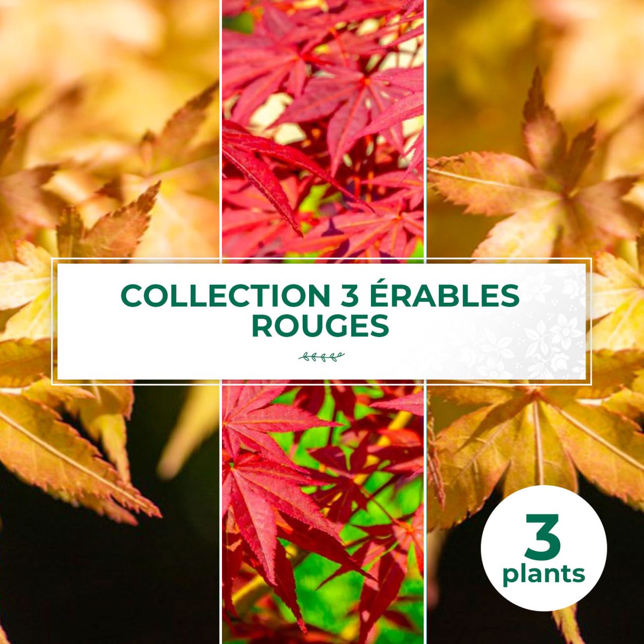 Acheter Collection 3 Érables du Japon | Couleurs d'Automne