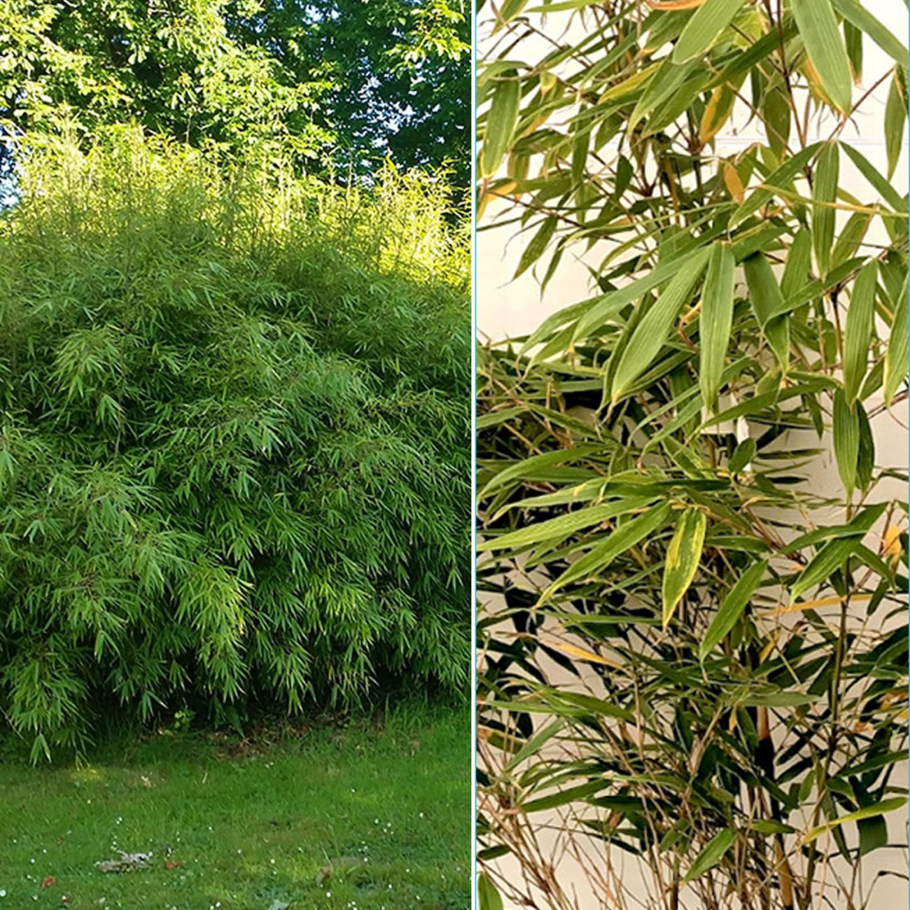 Acheter Collection de 6 Bambous | Écran de Verdure Persistant