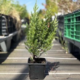 Juniperus chinensis : vente arbuste | Pépinières Naudet