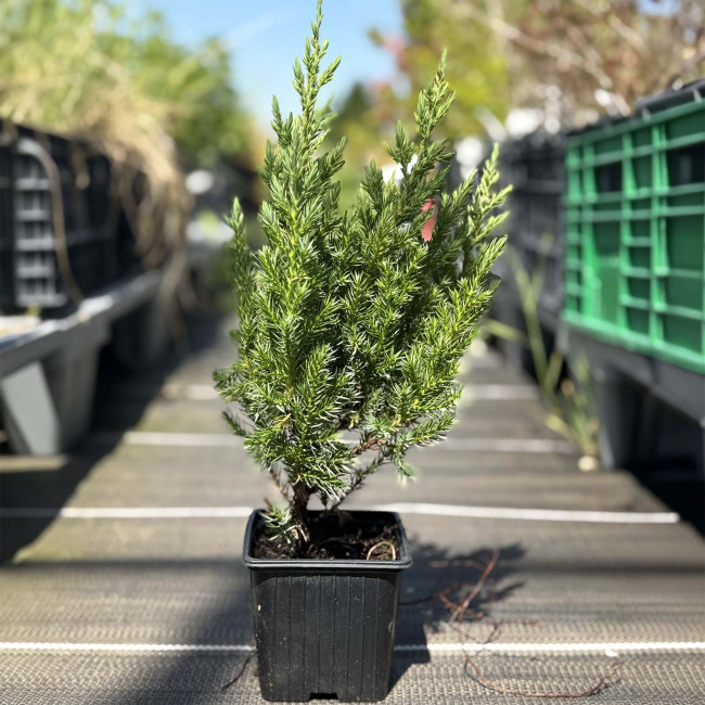 Juniperus chinensis : vente arbuste | Pépinières Naudet