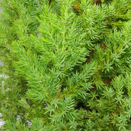 Juniperus chinensis : vente arbuste | Pépinières Naudet