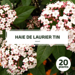 Haie de 20 Lauriers Tin : des plantes pour haie idéales pour créer une haie dense, naturelle et esthétique