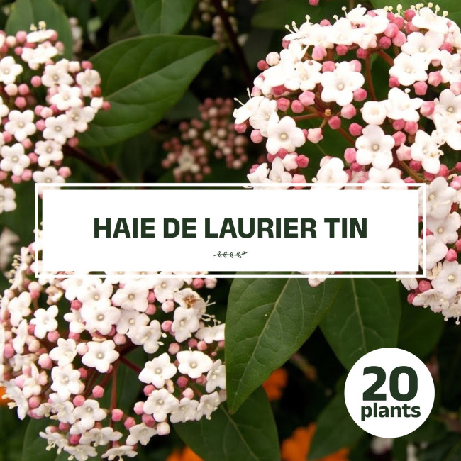 Haie de 20 Lauriers Tin : des plantes pour haie idéales pour créer une haie dense, naturelle et esthétique