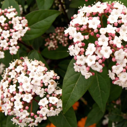 Haie de 10 Lauriers Tin : des plantes pour haie idéales pour créer une haie dense, naturelle et esthétique