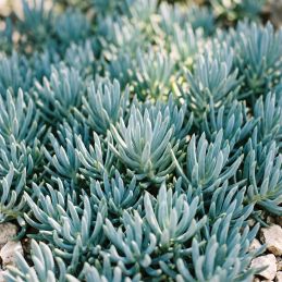 3 Séneçons bleus 'Dwarf' (Senecio serpens 'Dwarf')