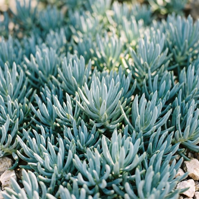 3 Séneçons bleus 'Dwarf' (Senecio serpens 'Dwarf')