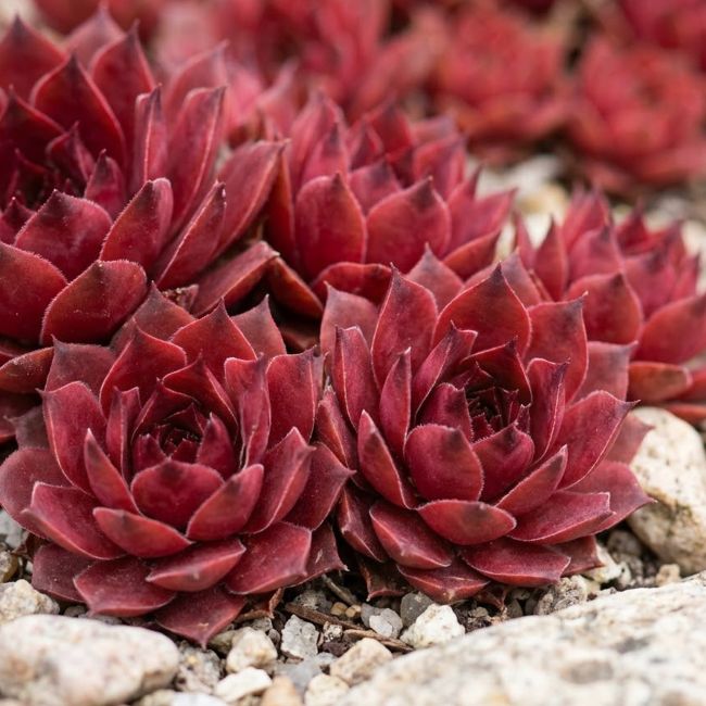 3 Joubarbes 'Coral Red' (Sempervivum Colorockz® 'Coral Red')