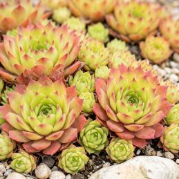 3 Joubarbes 'Gold Nugget' (Sempervivum Chick Charms® 'Gold Nugget')