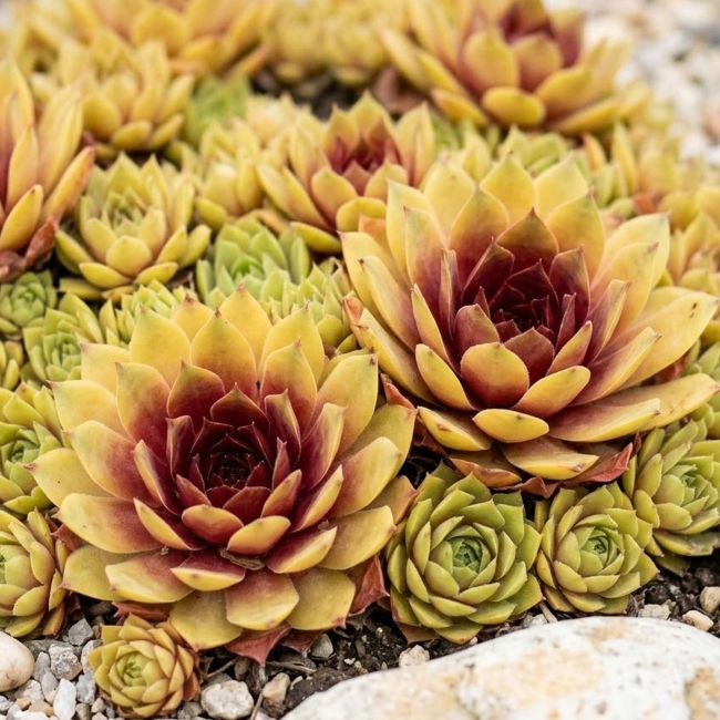 3 Joubarbes 'Giant Gold Mine' (Sempervivum Chick Charms® Giant 'Gold Mine')