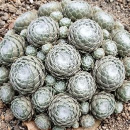 3 Joubarbes 'Arctic White' (Sempervivum Colorockz® 'Arctic White')