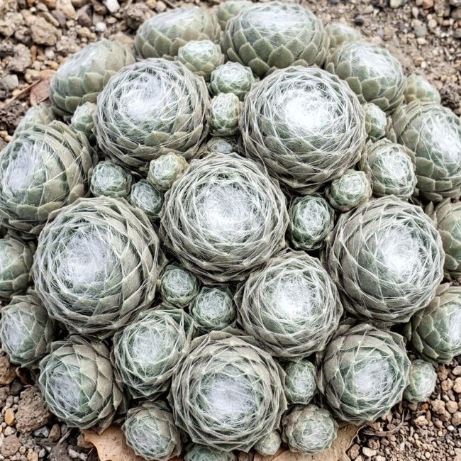 3 Joubarbes 'Arctic White' (Sempervivum Colorockz® 'Arctic White')