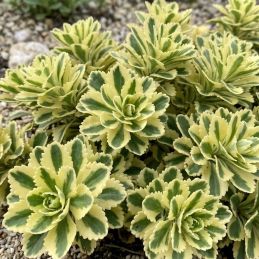 3 Orpins panachés 'Atlantis' (Sedum takesimense 'Atlantis')