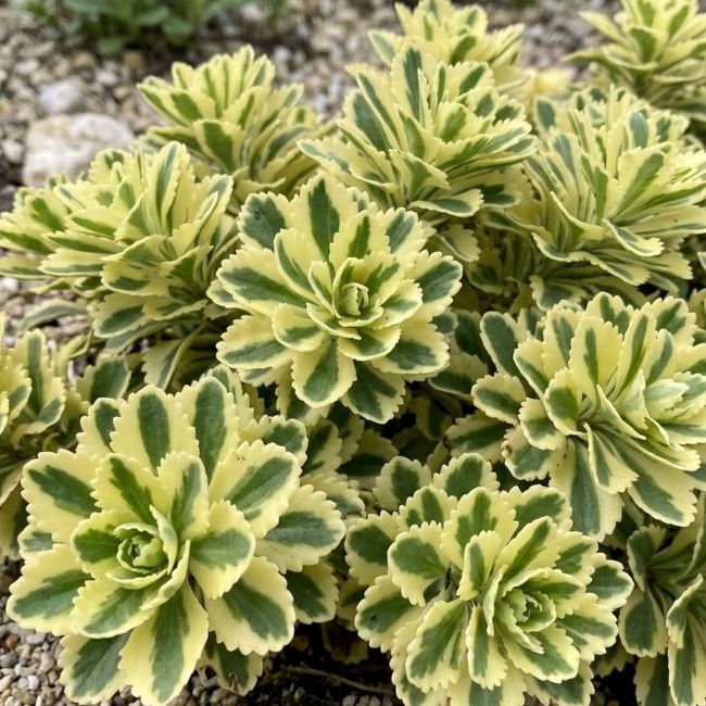 3 Orpins panachés 'Atlantis' (Sedum takesimense 'Atlantis')
