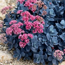 3 Orpins 'Blue Pearl' (Sedum SunSparkler® 'Blue Pearl')