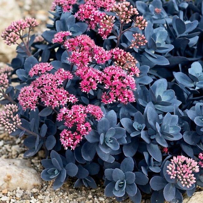 3 Orpins 'Blue Pearl' (Sedum SunSparkler® 'Blue Pearl')
