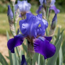 3 Iris intermédiaires 'Blue Boy' (Iris barbata-media 'Blue Boy')