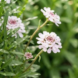 3 Ibéris 'Pink Ice' (Iberis sempervirens 'Pink Ice')