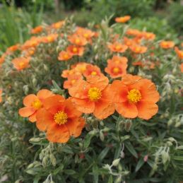 3 Hélianthèmes 'Ben Alder' (Helianthemum 'Ben Alder')
