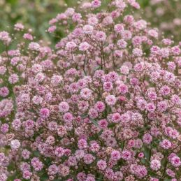 3 Gypsophiles paniculées 'Flamingo' (Gypsophila paniculata 'Flamingo')