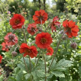 3 Benoîtes 'Mrs Bradshaw' (Geum chiloense 'Mrs Bradshaw')