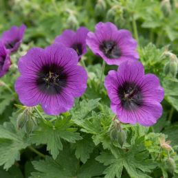 3 Géraniums 'Dragon Heart' (Geranium 'Dragon Heart')