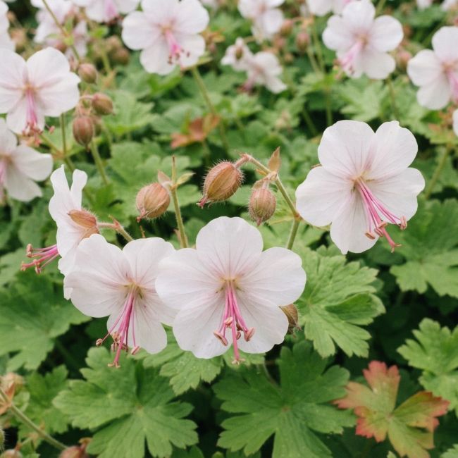3 Géraniums 'Biokovo' (Geranium x cantabrigiense 'Biokovo')