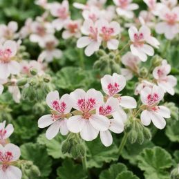 3 Érodiums 'Sweetheart' (Erodium pelargoniflorum 'Sweetheart')