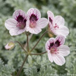 3 Érodiums 'Natasha' (Erodium x kolbianum 'Natasha')