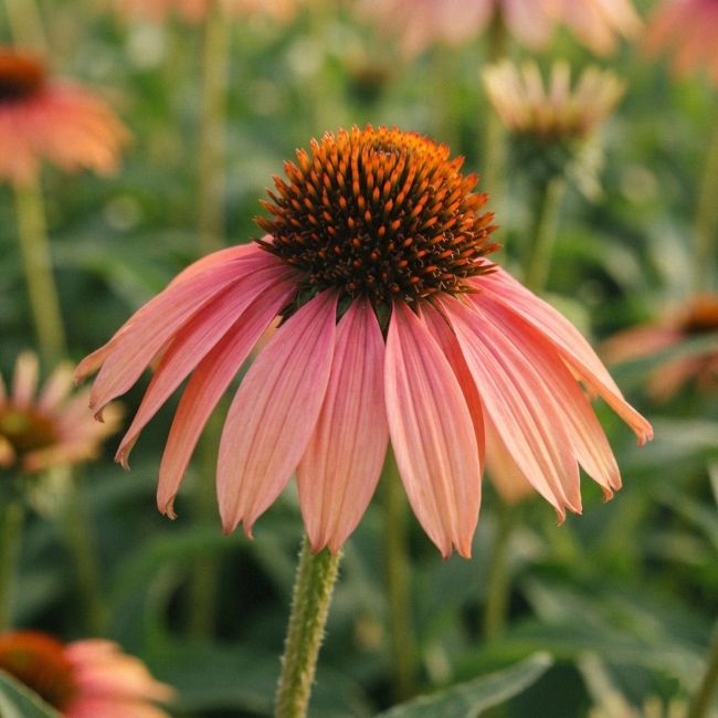 3 Échinacées 'Rainbow Marcella' ® (Echinacea purpurea 'Rainbow Marcella')