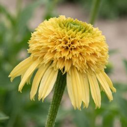 3 Échinacées 'Lemon Drop' (Echinacea purpurea 'Lemon Drop')