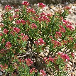 3 Crassules sarcocaulis (Crassula sarcocaulis)