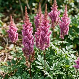 3 Astilbes de Chine 'Purpurlanze' (Astilbe chinensis var. taquetii 'Purpurlanze')